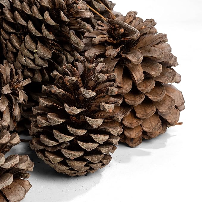 Piñas Naturales para Encender – El susurro del bosque al fuego